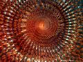 spirografo
panasonic tz10,flash intova,lente subsee+5