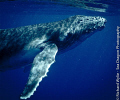 Baby humpback whale in the waters of Vava'u, Tonga. This calf was quite interactive and checked us out a number of times.
This was my first use of the Canon 550D, Tokina 10-17mm lens and the ikelite housing - without strobe.
