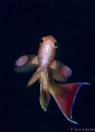 beautiful damsel