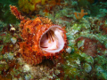 yawning scorpion