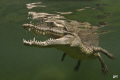 the famous El niño @ Jardines de la Reina...  somewhat scarry but extremely tame...