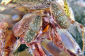 shrimp