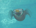 Reef Squid in mid-flight. Looks like blown Glass