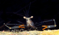 Shrimp