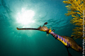 Weedy Seadragon (Phyllopterix taeniolatus) coming out from behind camouflaging  seaweed. ISO 100, f/14,  1/200 sec.