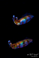 A pair of Squid swim during a night muck dive in the Philippines.