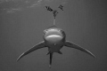longimanus !