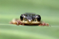 Tree frog