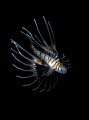 Baby lion fish