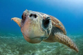 Nose touched to port :) Caretta caretta From Kaş / Turkiye. Taken with Nikon 10,5mm fisheye lens.