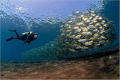 At the end of the dives at the drop off in Tulamben we often found this situation near the beach.
