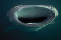 Close up and personal with Waleshark. Shot was taken with a Canon EOS 400D without flash