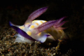 Chromodoris having a feast. Taken at the slope in Tulamben's wreck Bali. Nikon D7000 Ikelite housing and strobes. 105 mm VR