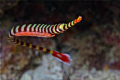 Pipe Fish with Eggs, I just realize when I download to my computer. Shoot with canon 500D, 100mm macro lense and single sea&sea 250