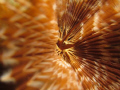 Inside a tube worm - Seraya Bali  taken with Canon S90 Compact and external strobe.