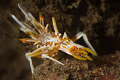 Uh stop! What is that? ...A tiger shrimp. Less than 1 inch. I tried a couple of shots before I figured out where his head and eyes were. Nikon D7000 105mm Ikelite strobes and Housing.
