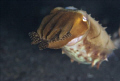 Cuttle Fish