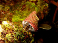 A smoking snail! Male snail spewing sperm???