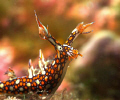 Miniature Hardcover Schnauzers(Bornella anguilla) ,GF1 + YS110  ,F8 1/100 45MM