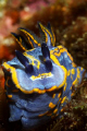 Full frontal nudi. A large Felimare fontandraui posing in Sesimbra only 5m deep. Shot using Canon EOS 350D in Ikelite housing, Canon 100mm macro, Nikonos SB-105 strobe.