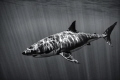 Shot with a canon 40d with a 10-22 in an ike housing with natural light, at gorgeous Guadalupe island. 
black and white (obviously)