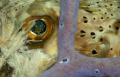 Macro of Puffer eye, Cozumel