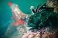 I'll be watching over you

/wreck superintendent / fringed blenny