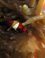 father & son, clown fish raja ampat