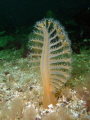 Sea Pen  Browning Pass Vancouver Island  I like how the flash created 