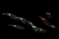 night squadron
