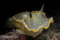 Hypselodoris picta. Taken with Nikon D90 with Nikkor 60mm Micro in Easydive Leo II Housing. Onte strobe Nikonos SB-105 with snoot. Manual setting.