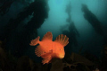 Red velvet Fish. Fortesque Bay Tasmania Australia