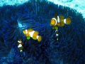 clown fish family