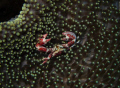 crab raja ampat