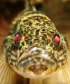 I found this fish when Diving at Matano Lake, Sorowako at South Celebes, Indonesia. Very interesting since when shooting some pictures has the red eyes .. so I called this fish as 
