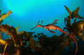 Sea Dragon, Bicheno, Tasmania, Australia