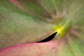 Lily pad 
Trying to let grow some lily s in the Bosmolenplas we had some leaves. Unfortunately no flowers.
