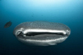 Whale Shark up close and personal in the Galapagos.