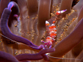 Small commensal shrimp in anemone