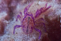 Pink squat lobster
Seraya Bali