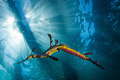 Weedy seadragon with eggs. ISO 100, 1/200 sec, Tokina 17mm...