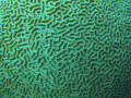 Maze. A close up of a spherical reef.