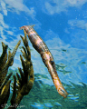 Trumpetfish (Aulostomus maculatus) hanging around near some soft coral near the surface
