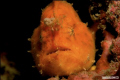 yellow frogfish