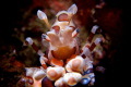 harlequin shimp
