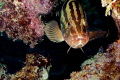 Nassau Grouper on Andes Wall in Grand Cayman
