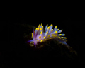 Night Dive，used G11+  flashlight for lighting.