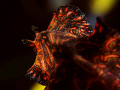 Flatworm on the move at Dili Rock.