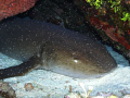 Sleeping Nurse Shark behind a wall of Fry.