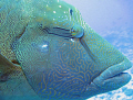 Hello, Napoleon! BIG wrasse Taken about 80 feet. This big guy was trying to play with my strobe. He kept tapping it everytime it went off. He was right next to me when I finally took this shot. It was taken with ambient light, no filter.